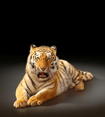 Красивый милый тигр лежит на бревне…» — создано в Шедевруме
