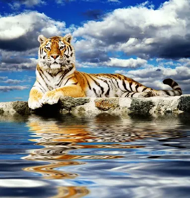 В Казахстан приедут тигры - ohotniki.kz