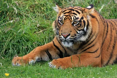Тигр лежит на траве стоковое изображение. изображение насчитывающей  алеаторный - 165709801