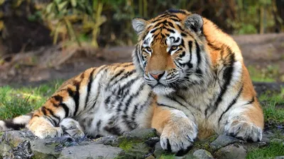 Тигр лежит на камнях