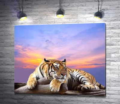 Картинки красивый, полосатый, белый, тигр, лежит, на, камне, на, фоне,  красивого, неба, африка - обои 2560x1600, картинка №468641
