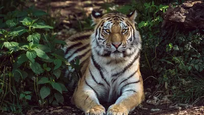 Тигр лежит с задумчивым видом — Авы и картинки