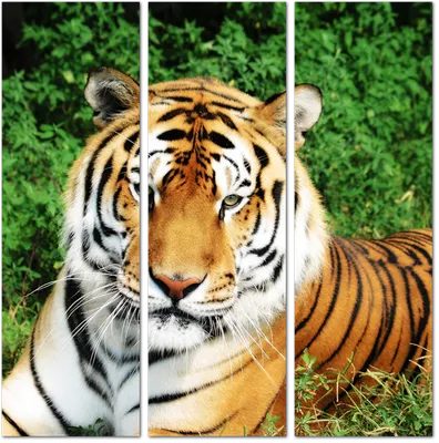 большой тигр лежит в тени, бенгальский тигр картинки фон картинки и Фото  для бесплатной загрузки
