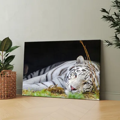 Тигр Лежит Изолированный Белом стоковое фото ©lifeonwhite 388193948