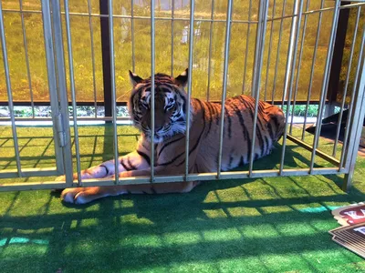 Тигр лежит прямо на трассе в Бикинском районе (ВИДЕО; ОБНОВЛЕНИЕ) — Новости  Хабаровска