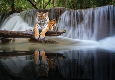 Очень красивый тигр - 31 фото | Тигр, Кошачьи, Эйфелева башня