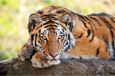Обои на рабочий стол Тигр, tiger, хищник, зверь. камни, лапы - Тигры -  Животные - Картинки, фотографии