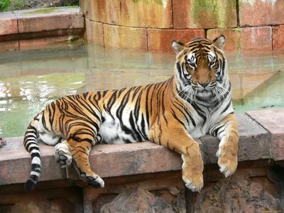 Растолстевшие тигры в китайском зоопарке (4 фото)