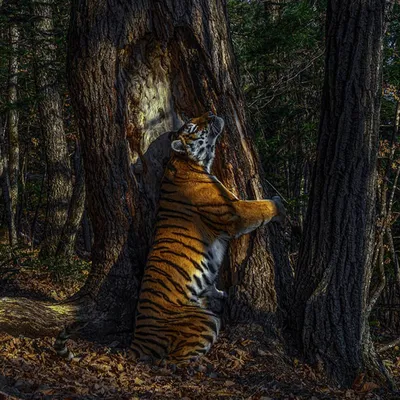 Тигр на дереве фото фото