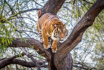 Живопись на холсте Тигр на дереве