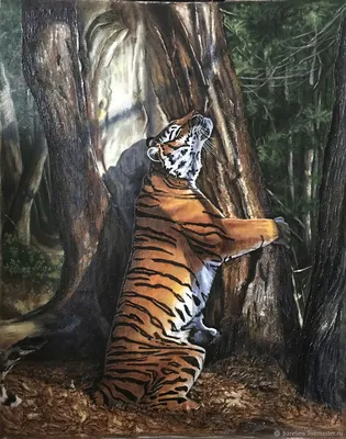 Фото тигр Большие кошки Ствол дерева Животные