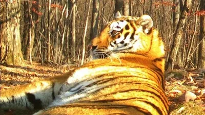 впечатляющее зрелище молодого тигра сидящего на дереве на живописном фоне  дикой фауны Фото Фон И картинка для бесплатной загрузки - Pngtree