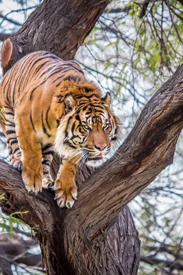 Амурский тигр загнал российских грибников на верхушку дерева – они записали  видео — УНИАН