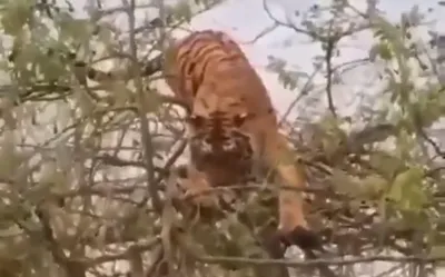 В Приморье грибники спасались от тигра на дереве