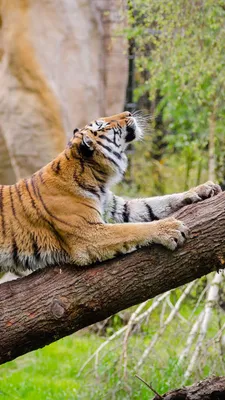 изображение тигренка стоящего на ветвях дерева, обезьяна тигр картинка фон  картинки и Фото для бесплатной загрузки