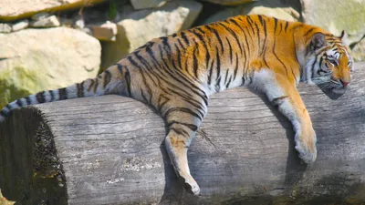 Тигр под деревом » Белые тигры » Кошачья галерея » Magnus Felidae (Великие  Кошачьи) - красота и превосходство!