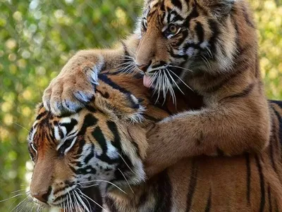 Тигр на дереве (70 фото) »