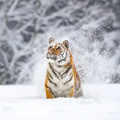 Тигр в снегу | Пикабу