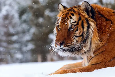 Тигр В Снегу — стоковые фотографии и другие картинки Тигр - Тигр, Без  людей, Вертикальный - iStock