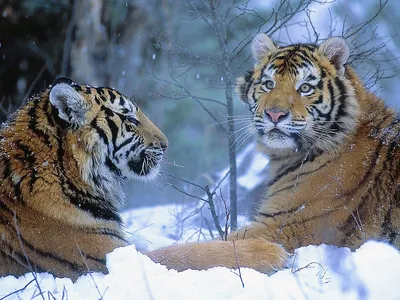 Картинка Тигр на снегу обои на рабочий стол