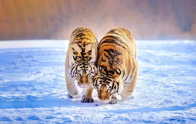 взрослый тигр идет по снегу, амурский тигр на снегу, Hd фотография фото,  глаз фон картинки и Фото для бесплатной загрузки
