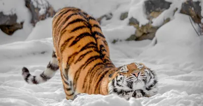 Онлайн пазл «Тигры на снегу»