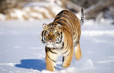Нашествие голодных тигров продолжается в Приморье