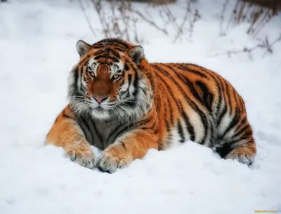 тигр стоит в снегу на фоне травы, картинка амурского тигра, животное,  кошачий фон картинки и Фото для бесплатной загрузки