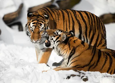 Скачать обои тигр, снег, взгляд, хищник, большая кошка разрешение 1152x864  #63294