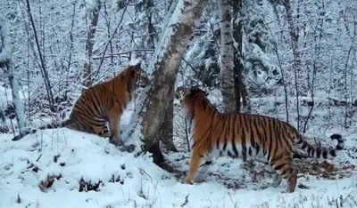 Сибирский Тигр Снегу Panthera Tigris стоковое фото ©riverriver 275618042