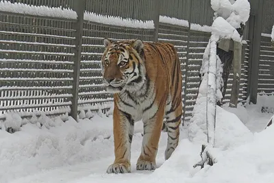 Скачать обои Тигр на снегу на рабочий стол из раздела картинок Кошки и коты