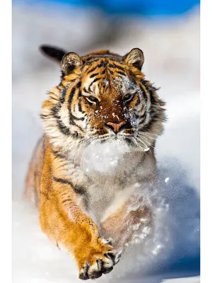 Молодые Амурский Тигр На Снегу — стоковые фотографии и другие картинки Без  людей - Без людей, Белый, Бенгальский тигр - iStock