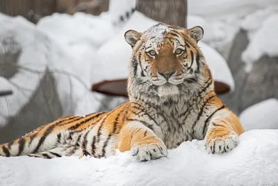 Скачать обои снег, тигр, tiger, snow, Petr Simon, раздел кошки в разрешении  1920x1080