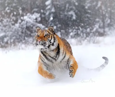 Самоклеющиеся фотообои \"Тигр на снегу\", 90x210 см, эффект черно-белый,  отраженный - купить в Москве, цены на Мегамаркет