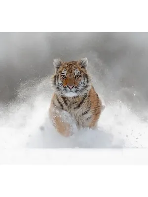 Фотообои Тигр в снегу», (арт. 13740) - купить в интернет-магазине Chameleon