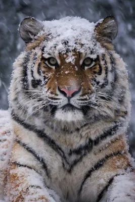 Живопись на холсте 30х40 см. Тигр на снегу (Артикул: 780-AS) — купить за  799р. в интернет-магазине Арт-Квартал