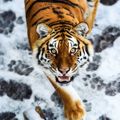 Тигр в снегу на фоне зимы стоковое фото. изображение насчитывающей  замерзано - 166217366