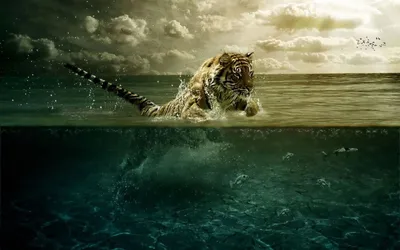 Амурские тигры играют в воде | Пикабу