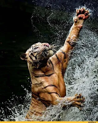Морской тигр под водой» — создано в Шедевруме
