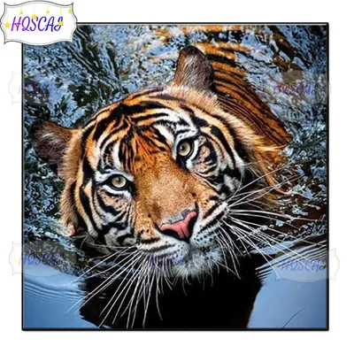 Тигр бежит по воде » Рыжие тигры » Кошачья галерея » Magnus Felidae  (Великие Кошачьи) - красота и превосходство!