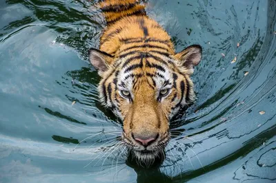 Тигр Амура в воде стоковое фото. изображение насчитывающей движение -  28331144