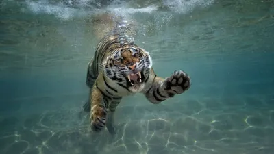 Скачать обои тигр, морда, вода, взгляд, водоем разрешение 1680x1050 #271523