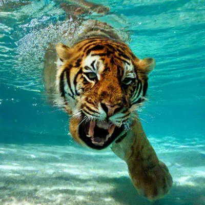 Тигр в воде купить в интернет-магазине Ярмарка Мастеров по цене 3700 ₽ –  R8A14BY | Картины, Санкт-Петербург - доставка по России