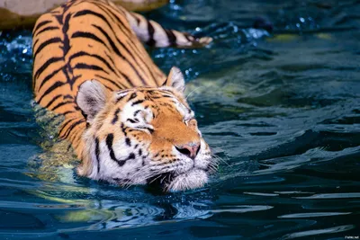 Тигр под водой · бесплатная фотография