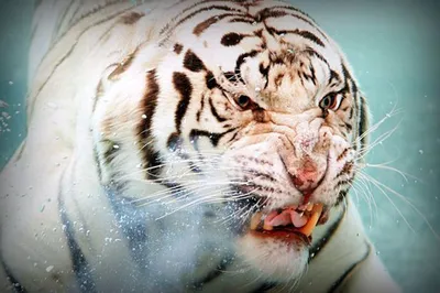 Онлайн пазл «Тигр в воде»