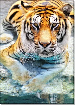 Отражение тигра над водой · Бесплатные стоковые фото