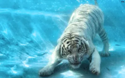 Обои на рабочий стол Белый тигр под водой, обои для рабочего стола, скачать  обои, обои бесплатно