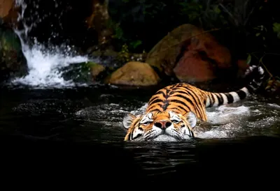 Картина на холсте \"Тигр пьет воду\"