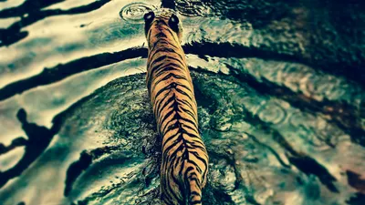 Тигр в воде (54 фото) - 54 фото