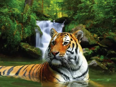 Тигр в атакующей позиции, вокруг него плещется вода. | Премиум Фото